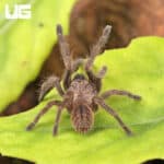 Veronica Dwarf Tarantula (.75 - 1") (Ornithoctoninae sp. 'Veronica) For Sale - Underground Reptiles