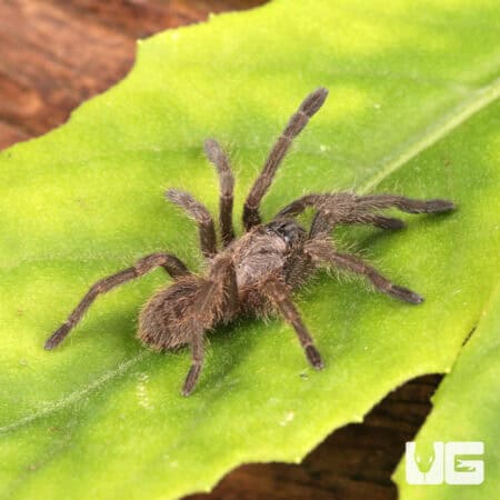 Veronica Dwarf Tarantula (.75 - 1") (Ornithoctoninae sp. 'Veronica) For Sale - Underground Reptiles