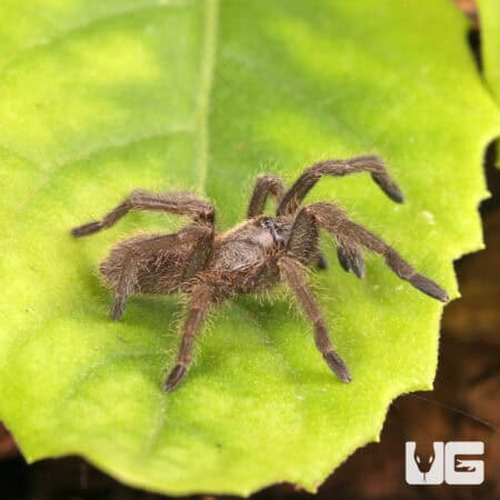 Veronica Dwarf Tarantula (.75 - 1") (Ornithoctoninae sp. 'Veronica) For Sale - Underground Reptiles