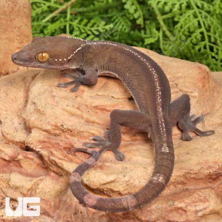 White Lined Geckos For Sale - Underground Reptiles