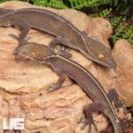 White Lined Geckos For Sale - Underground Reptiles