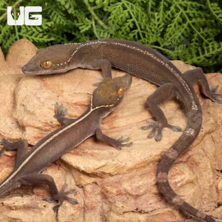 White Lined Geckos For Sale - Underground Reptiles