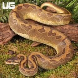 Yearling Male Enchi Pinstripe Black Head Het Lavender Ball Python For Sale - Underground Reptiles