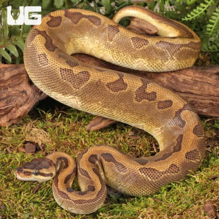 Yearling Male Enchi Pinstripe Black Head Het Lavender Ball Python For Sale - Underground Reptiles