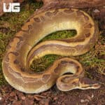Yearling Male Enchi Pinstripe Black Head Het Lavender Ball Python For Sale - Underground Reptiles