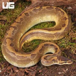 Yearling Male Enchi Pinstripe Black Head Het Lavender Ball Python For Sale - Underground Reptiles