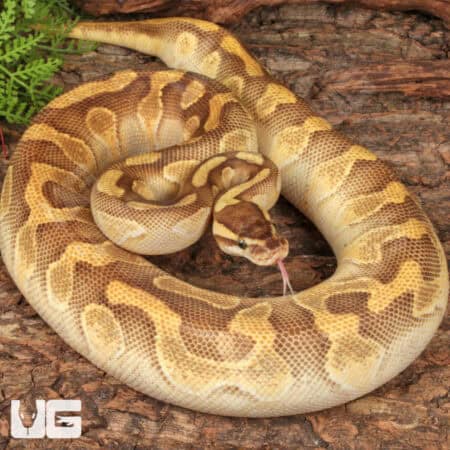 Yearling Female Enchi Lesser Yellowbelly Surge Ball Python For Sale - Underground Reptiles