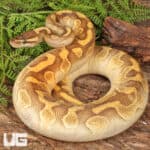 Yearling Female Enchi Lesser Yellowbelly Surge Ball Python For Sale - Underground Reptiles