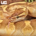 Yearling Female Enchi Lesser Yellowbelly Surge Ball Python For Sale - Underground Reptiles