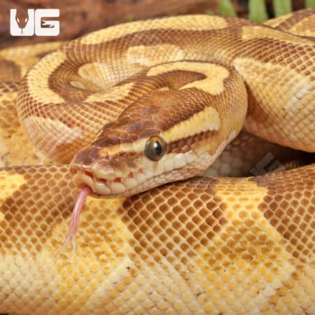 Yearling Female Enchi Lesser Yellowbelly Surge Ball Python For Sale - Underground Reptiles