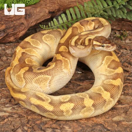 Yearling Female Enchi Lesser Yellowbelly Surge Ball Python For Sale - Underground Reptiles