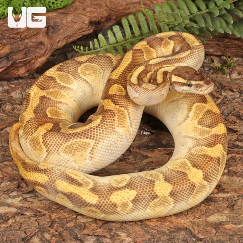 Yearling Female Enchi Lesser Yellowbelly Surge Ball Python For Sale ...