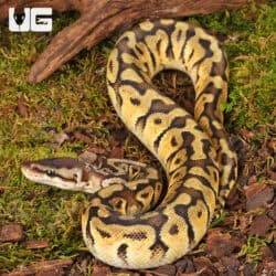 Yearling Female Pastel Hidden Gene Woma Ball Python For Sale - Underground Reptiles