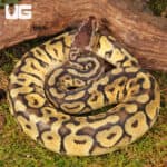 Yearling Female Pastel Hidden Gene Woma Ball Python For Sale - Underground Reptiles