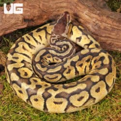 Yearling Female Pastel Hidden Gene Woma Ball Python For Sale - Underground Reptiles