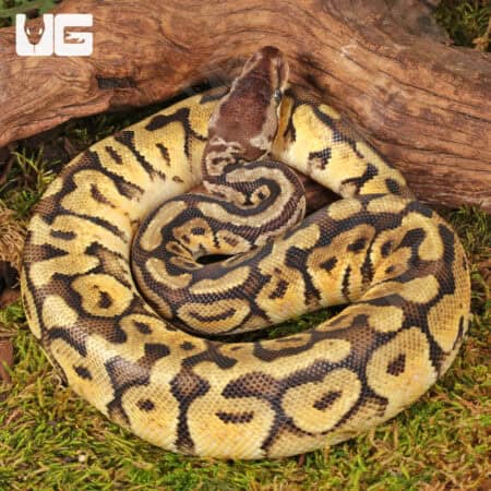 Yearling Female Pastel Hidden Gene Woma Ball Python For Sale - Underground Reptiles