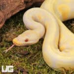 Yearling Female Pastel Candino Ball Python For Sale - Underground Reptiles