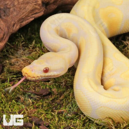 Yearling Female Pastel Candino Ball Python For Sale - Underground Reptiles