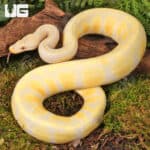 Yearling Female Pastel Candino Ball Python For Sale - Underground Reptiles