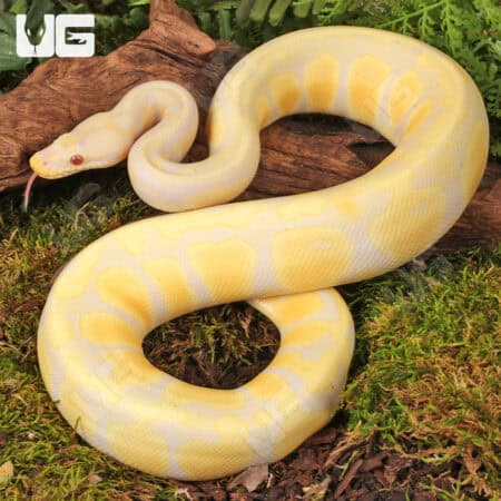 Yearling Female Pastel Candino Ball Python For Sale - Underground Reptiles