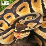 Yearling Male Pastel Cypress Wookie Ball Python For Sale - Underground Reptiles