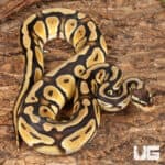 Yearling Male Pastel Cypress Wookie Ball Python For Sale - Underground Reptiles