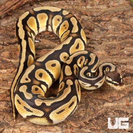Yearling Male Pastel Cypress Wookie Ball Python For Sale - Underground Reptiles