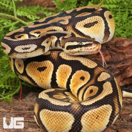 Yearling Male Pastel Cypress Wookie Ball Python For Sale - Underground Reptiles