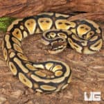 Yearling Male Pastel Cypress Wookie Ball Python For Sale - Underground Reptiles