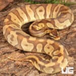Yearling Female Enchi Mojave Static Ball Python For Sale - Underground Reptiles