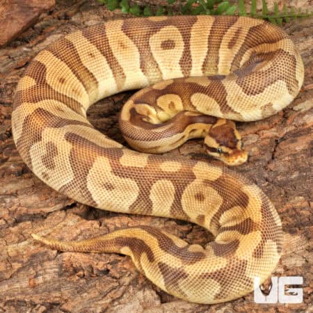 Yearling Female Enchi Mojave Static Ball Python For Sale - Underground Reptiles