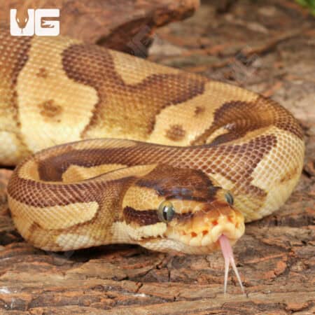 Yearling Female Enchi Mojave Static Ball Python For Sale - Underground Reptiles