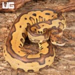 Yearling Male Leopard Clown Red Stripe Ball Python For Sale - Underground Reptiles