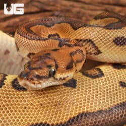 Yearling Male Leopard Clown Red Stripe Ball Python For Sale - Underground Reptiles