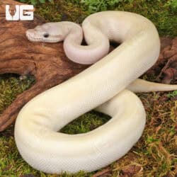 Yearling Male Pastel Blue Eyed Leucistic Ball Python For Sale - Underground Reptiles