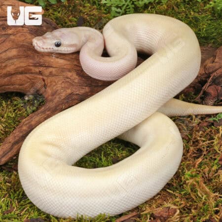 Yearling Male Pastel Blue Eyed Leucistic Ball Python For Sale - Underground Reptiles