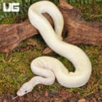 Yearling Male Pastel Blue Eyed Leucistic Ball Python For Sale - Underground Reptiles