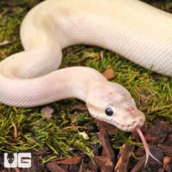 Yearling Male Pastel Blue Eyed Leucistic Ball Python For Sale - Underground Reptiles