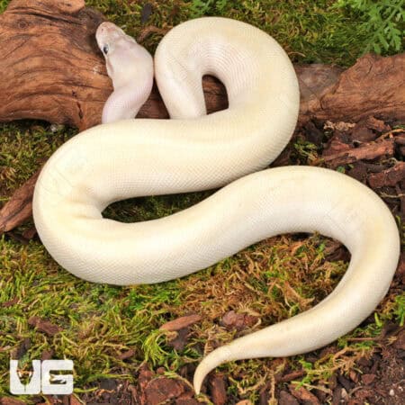 Yearling Male Pastel Blue Eyed Leucistic Ball Python For Sale - Underground Reptiles