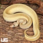 Yearling Male Pastel Lesser Pinstripe Ball Python For Sale - Underground Reptiles