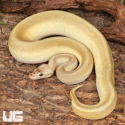 Yearling Male Pastel Lesser Pinstripe Ball Python For Sale - Underground Reptiles