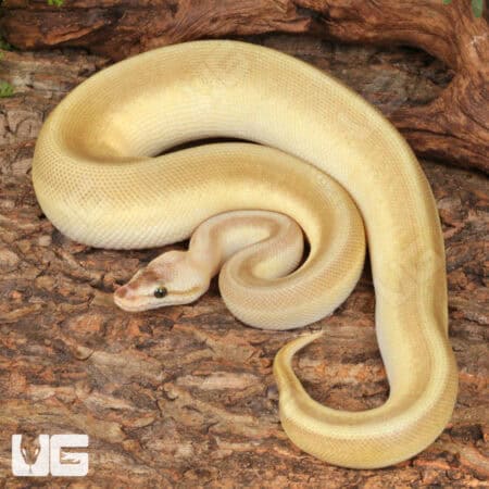Yearling Male Pastel Lesser Pinstripe Ball Python For Sale - Underground Reptiles