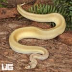 Yearling Male Pastel Lesser Pinstripe Ball Python For Sale - Underground Reptiles