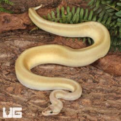 Yearling Male Pastel Lesser Pinstripe Ball Python For Sale - Underground Reptiles
