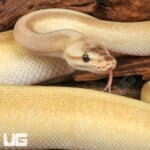 Yearling Male Pastel Lesser Pinstripe Ball Python For Sale - Underground Reptiles