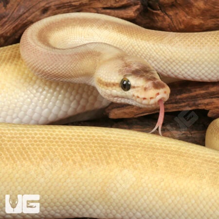 Yearling Male Pastel Lesser Pinstripe Ball Python For Sale - Underground Reptiles