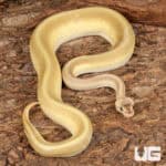 Yearling Male Pastel Lesser Pinstripe Ball Python For Sale - Underground Reptiles
