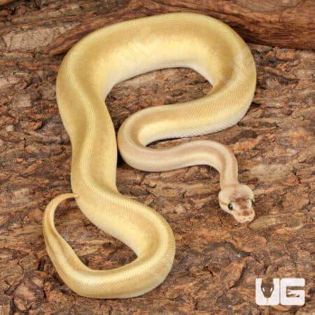 Yearling Male Pastel Lesser Pinstripe Ball Python For Sale - Underground Reptiles