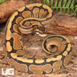 Yearling Female Red Stripe Ball Python For Sale - Underground Reptiles