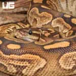 Yearling Male Super Razor Ball Python For Sale - Underground Reptiles